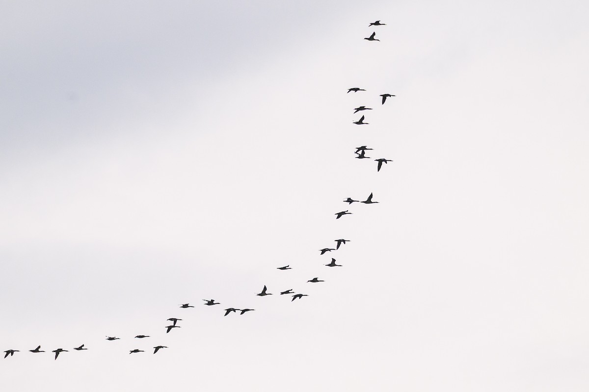 Smergo maggiore - ML646556413