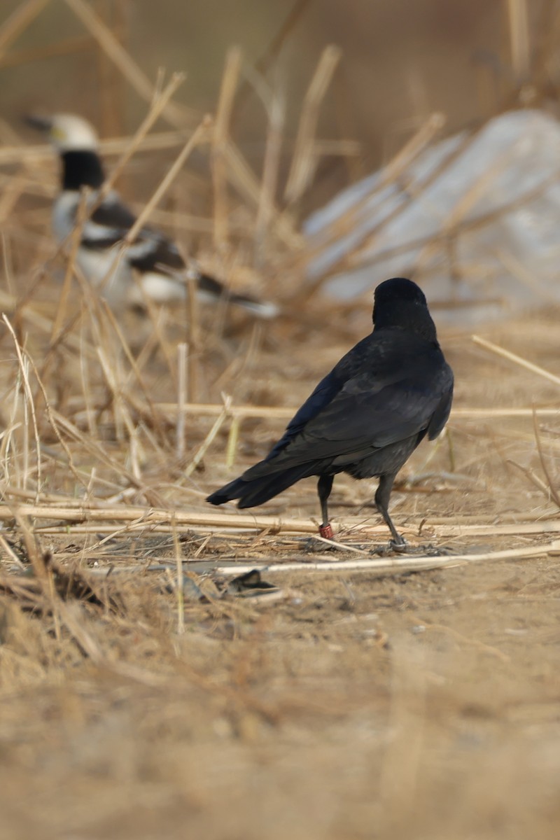 Belatxiki dauriarra - ML646556418