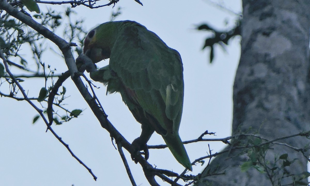 Kırmızı Alınlı Amazon - ML646556420