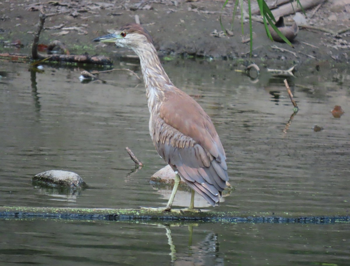 夜鷺 - ML646556421