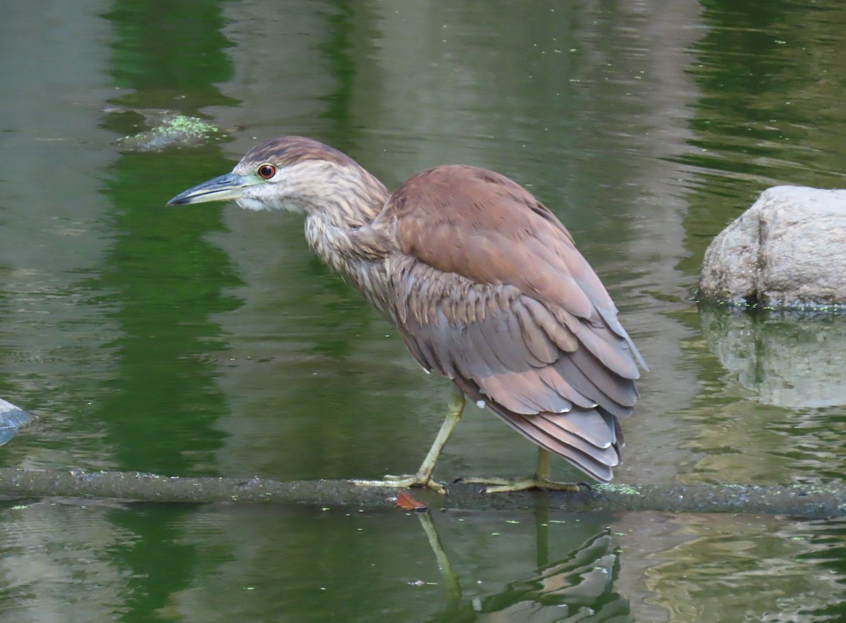 夜鷺 - ML646556422