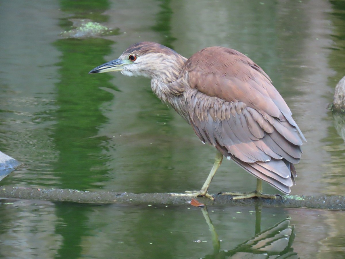 夜鷺 - ML646556423