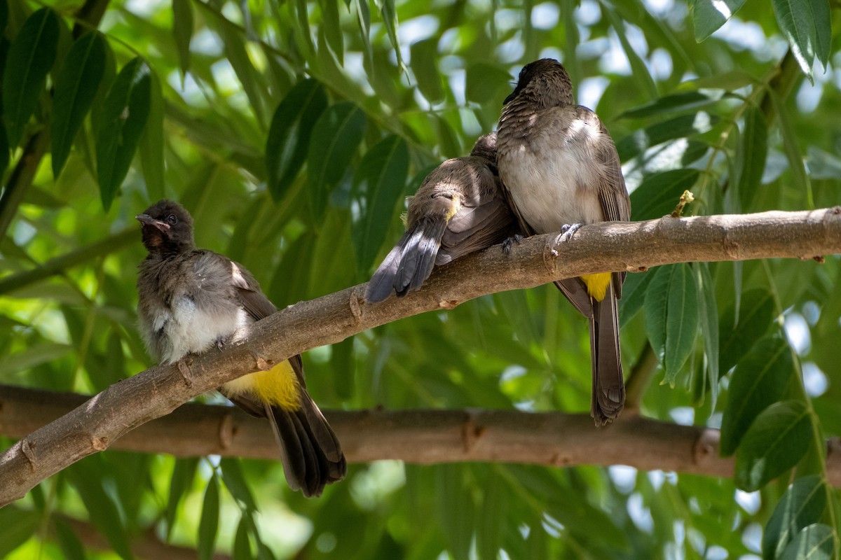 Common Bulbul - ML646556424