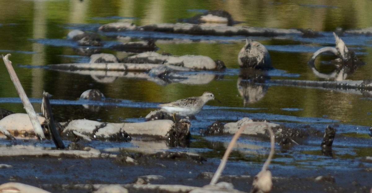 langtåsnipe - ML646556425