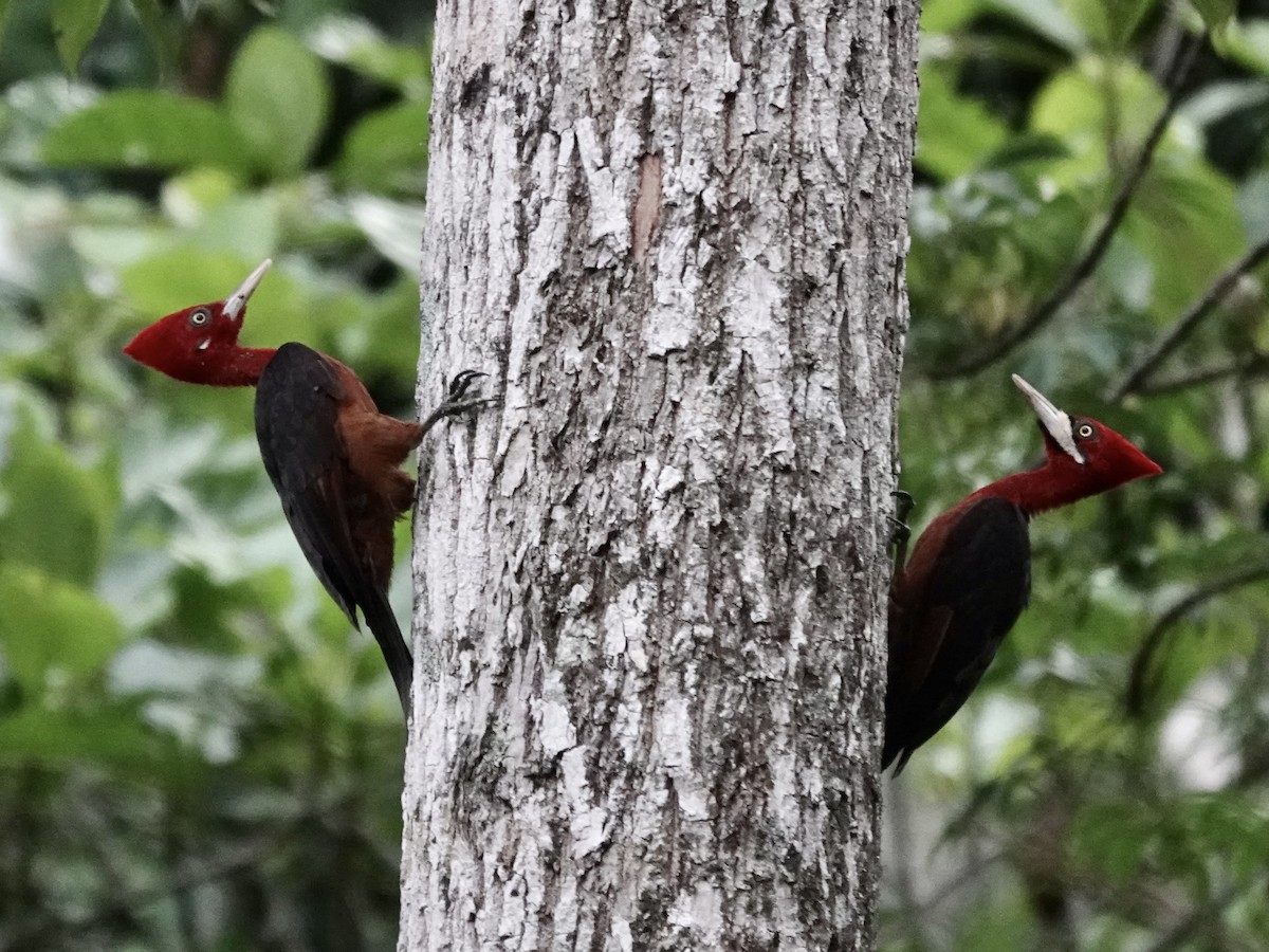 Red-necked Woodpecker - ML646556426