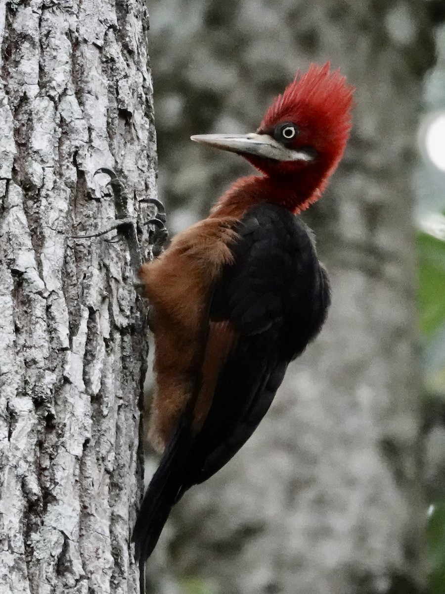 Red-necked Woodpecker - ML646556427