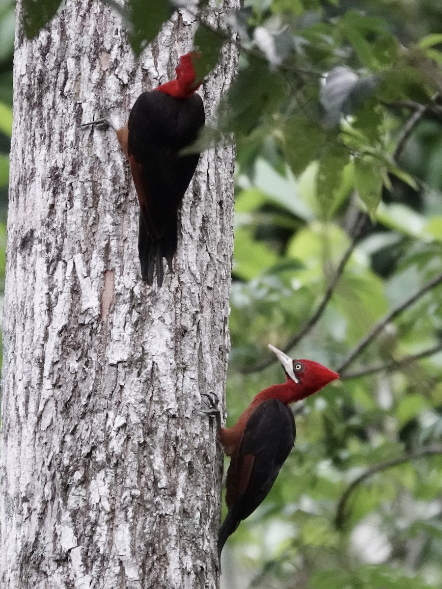 Red-necked Woodpecker - ML646556428
