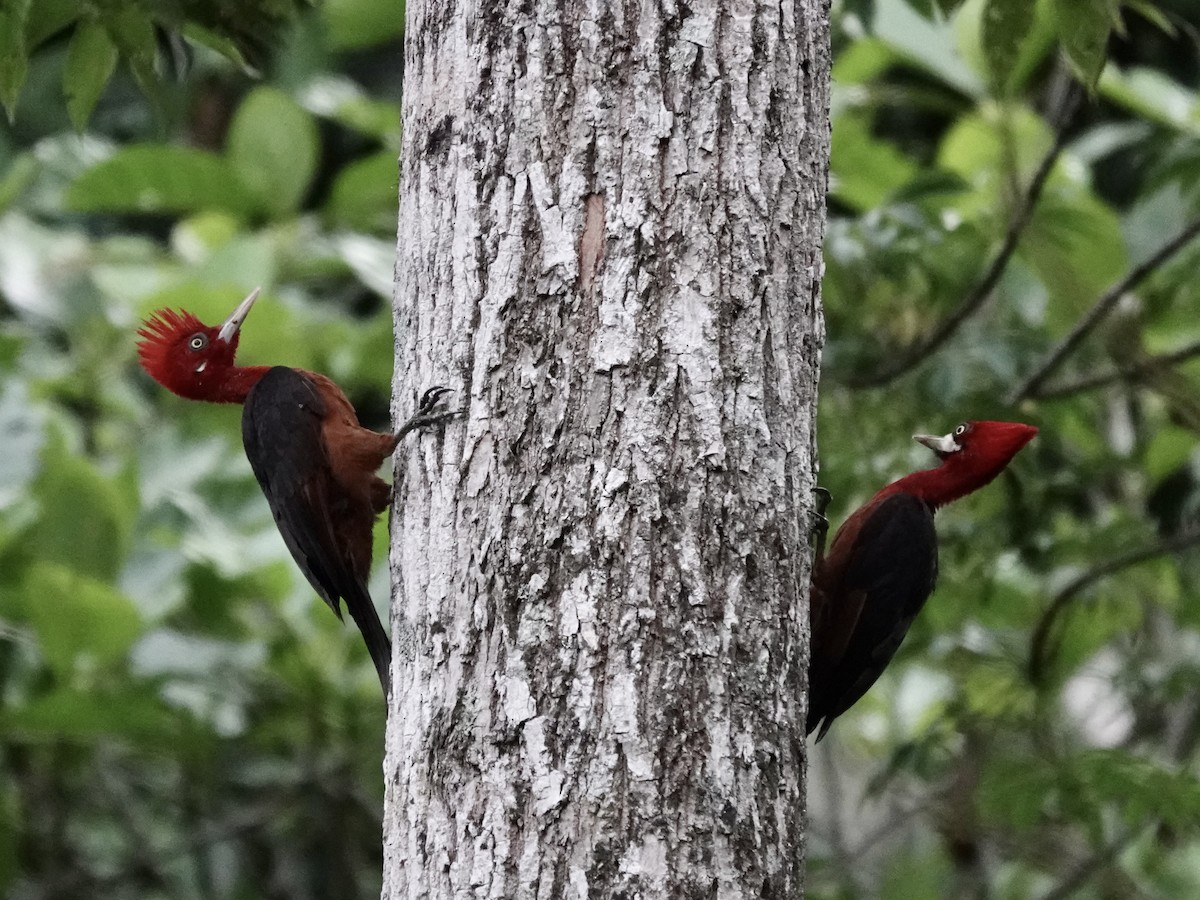 Red-necked Woodpecker - ML646556429