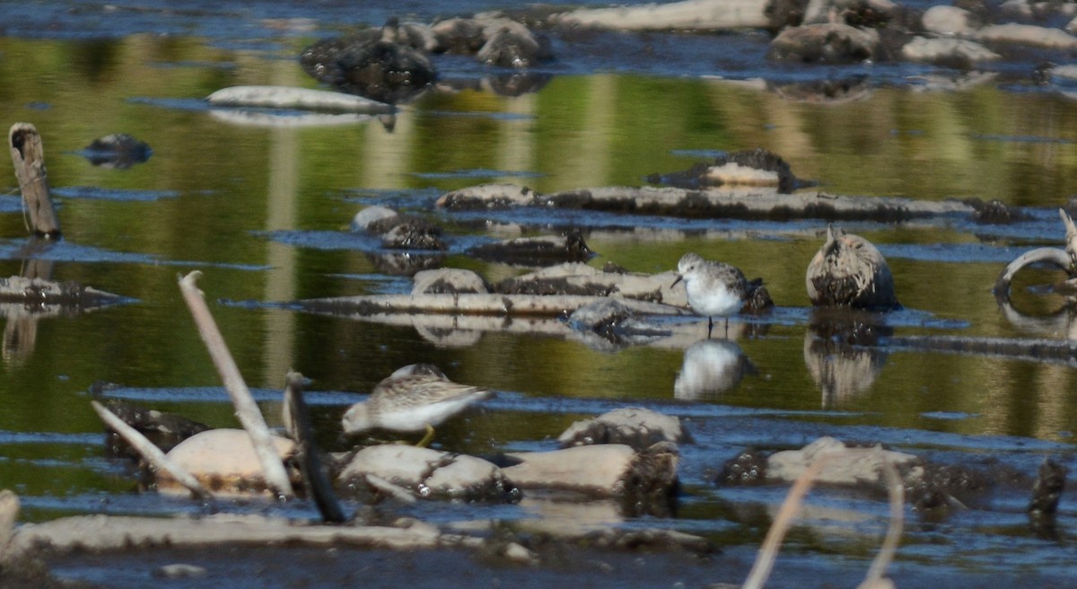 langtåsnipe - ML646556430
