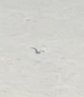 Great Shearwater - ML646556435