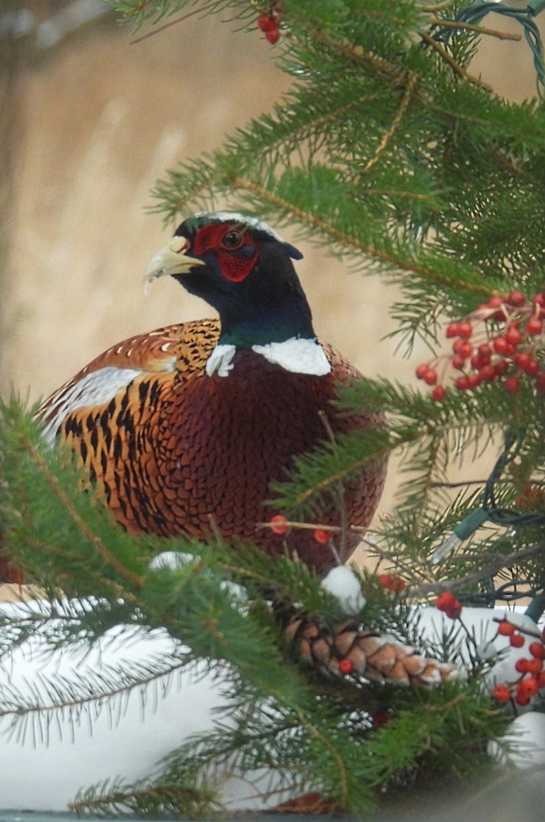 Ring-necked Pheasant - ML646556436