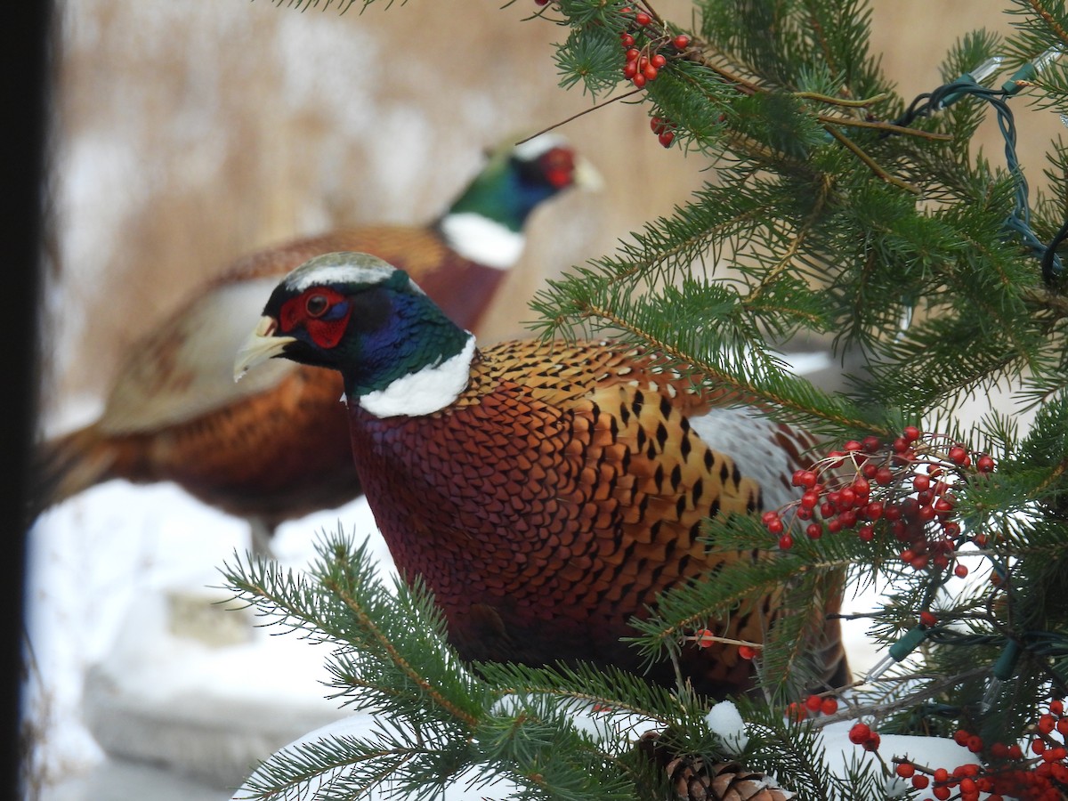 Ring-necked Pheasant - ML646556437