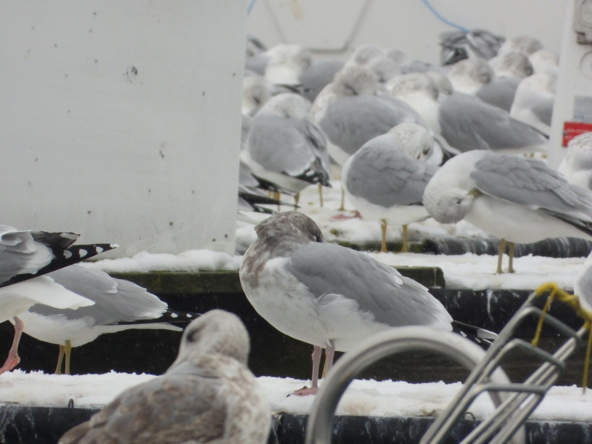 American Herring Gull - ML646556440