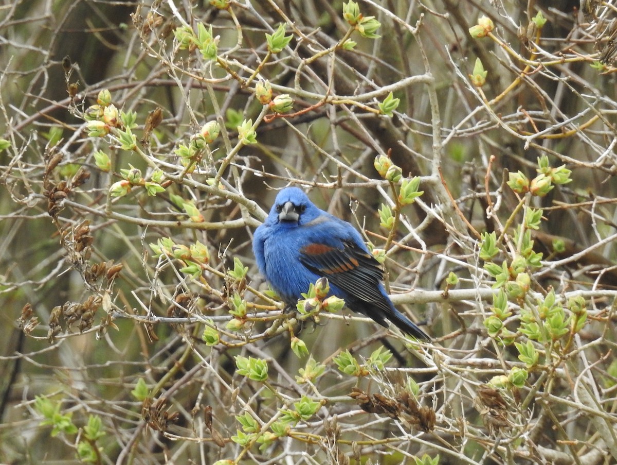 Blue Grosbeak - ML646556441