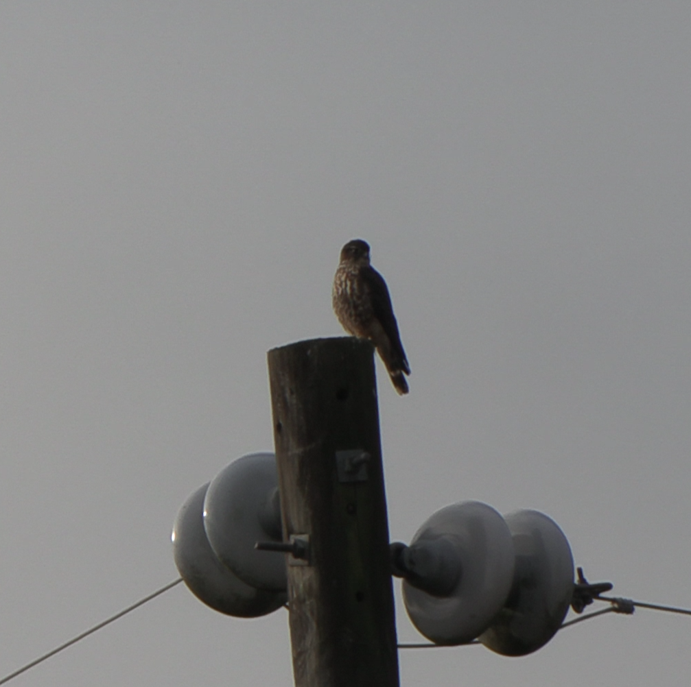 Merlin - ML646556442