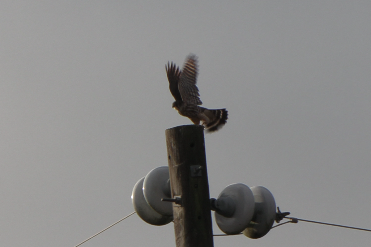 Merlin - ML646556443