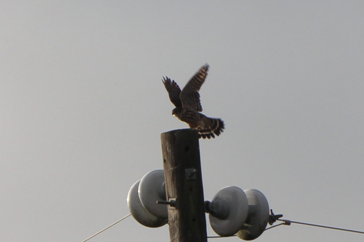 Merlin - ML646556444