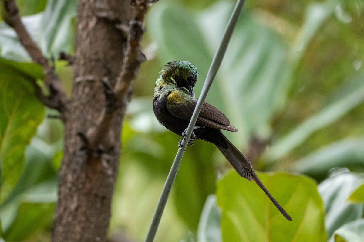 Bronze Sunbird - ML646556445