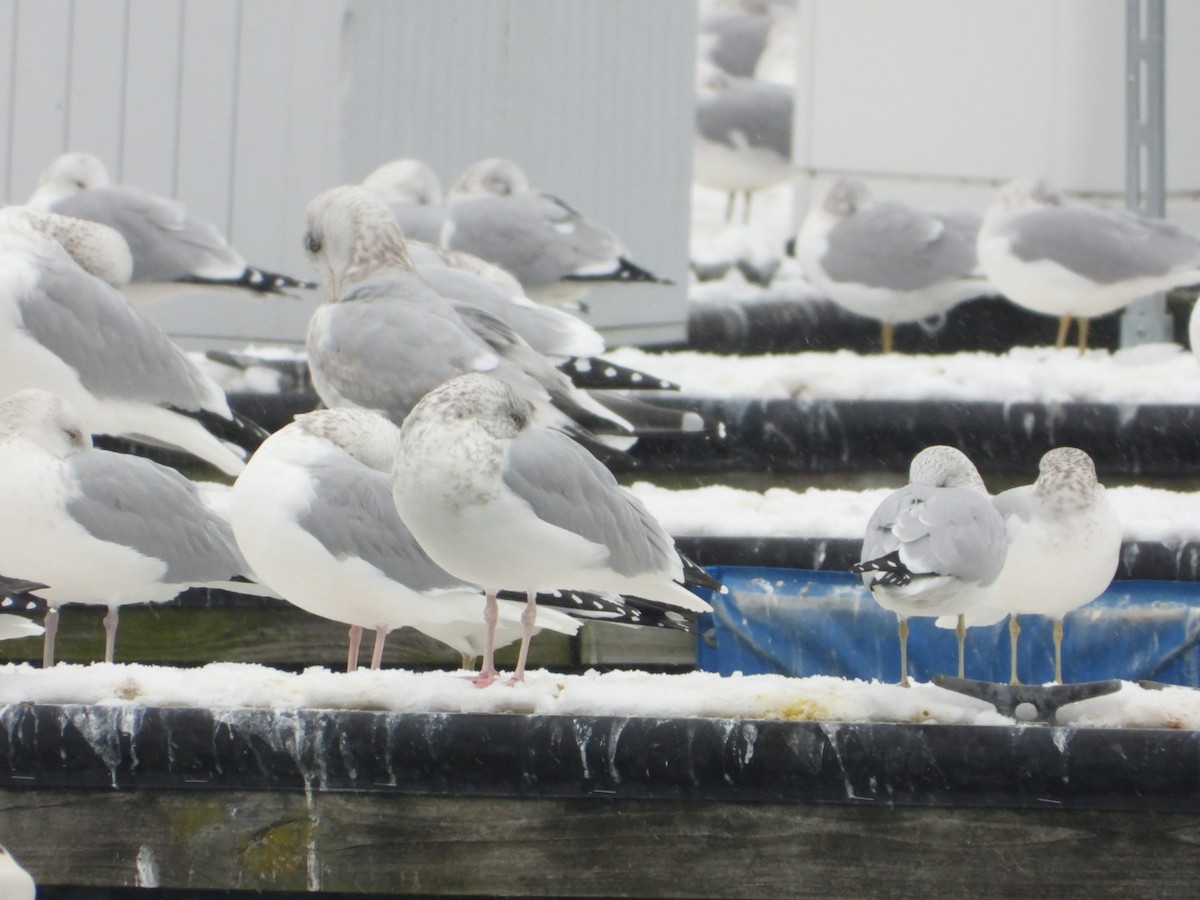 Gaviota de Delaware - ML646556446