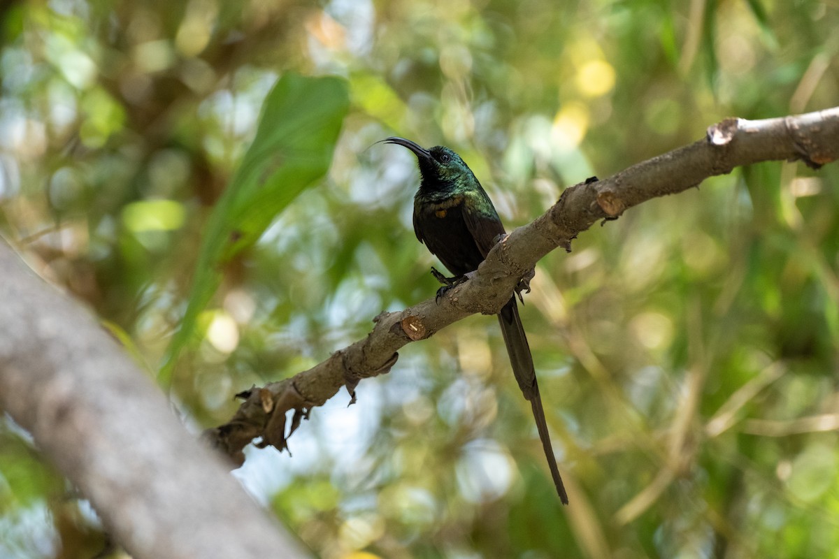 Bronze Sunbird - ML646556448