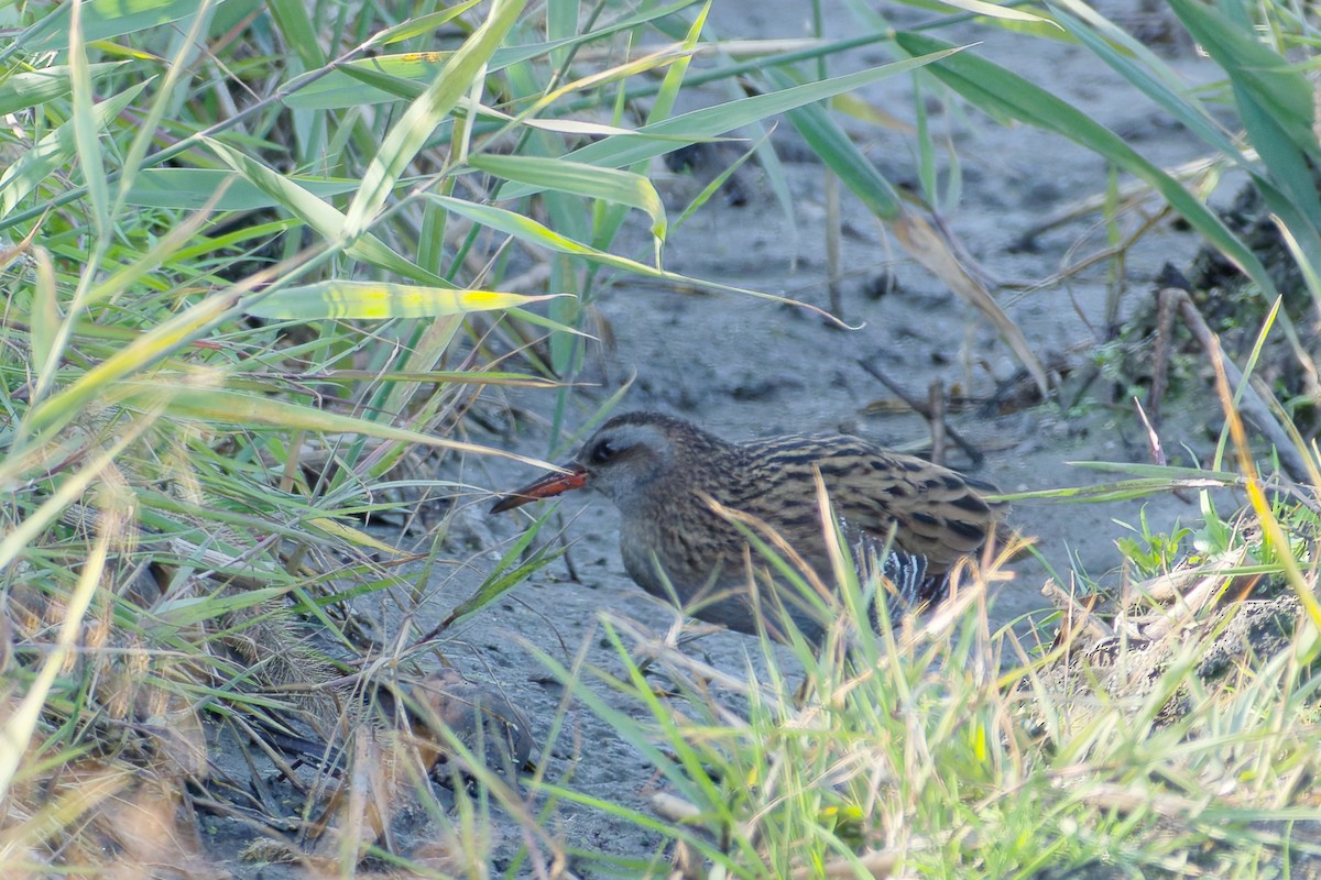 brunkinnrikse - ML646556449