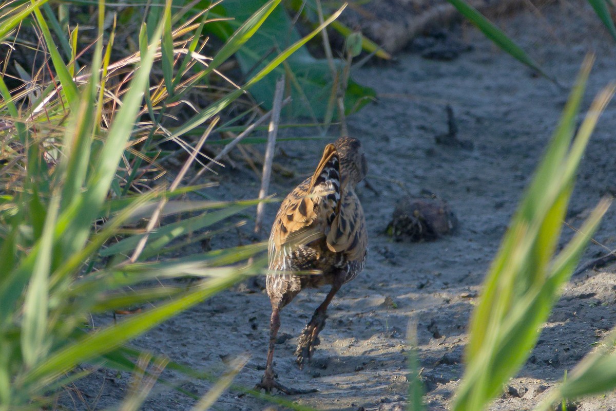 brunkinnrikse - ML646556451