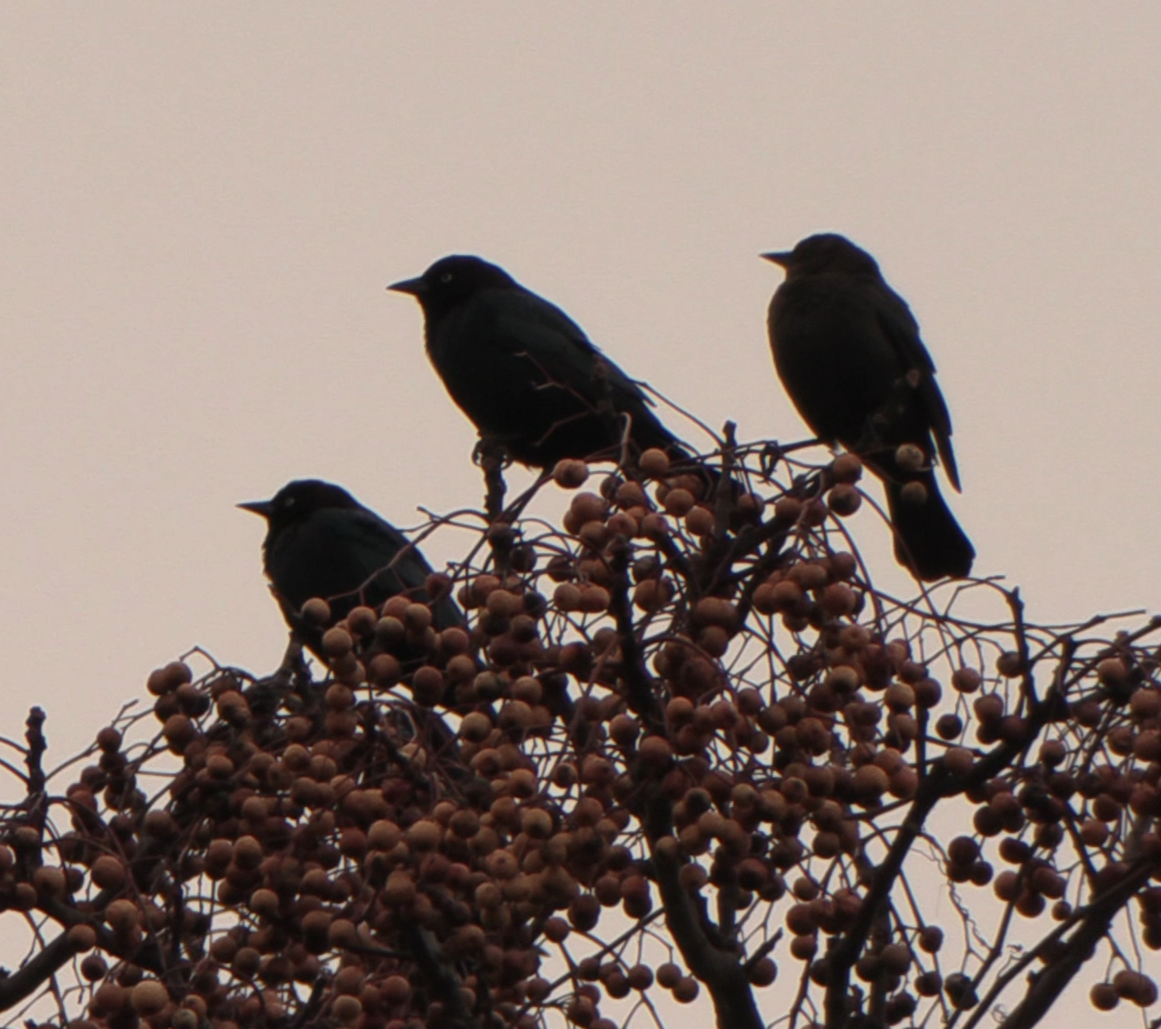 Brewer's Blackbird - ML646556452