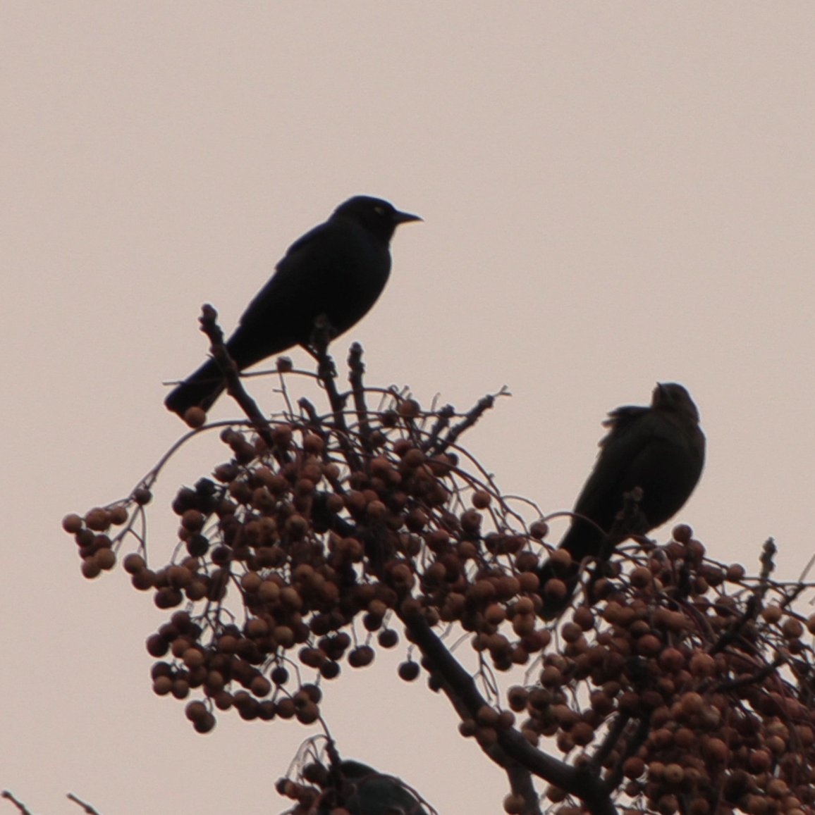 Brewer's Blackbird - ML646556453