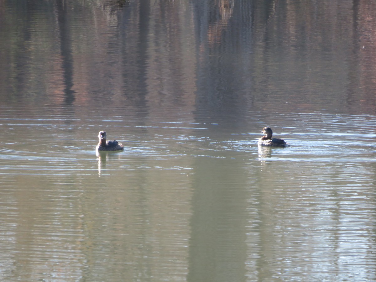 Zampullín Picogrueso - ML646556454