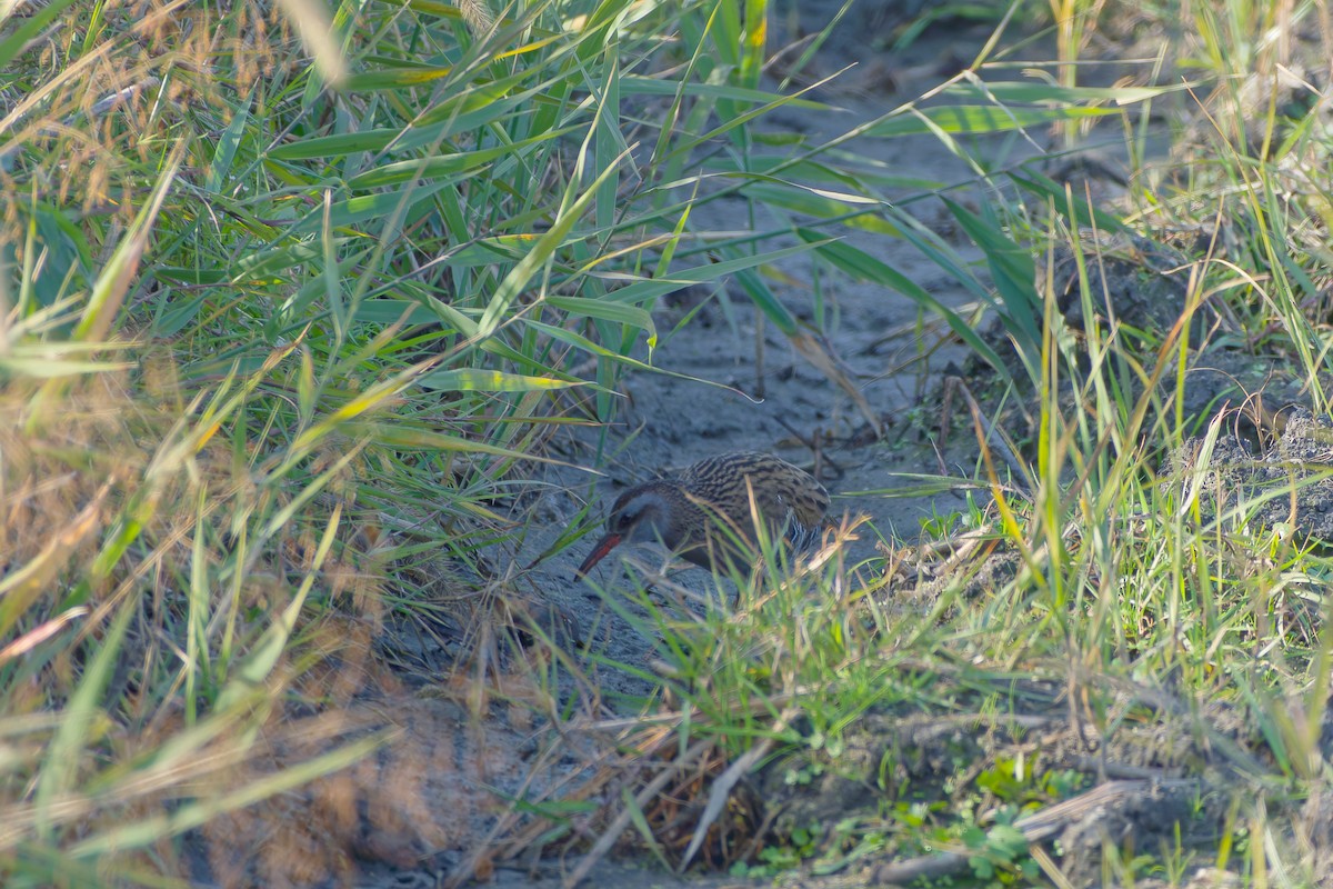 brunkinnrikse - ML646556455