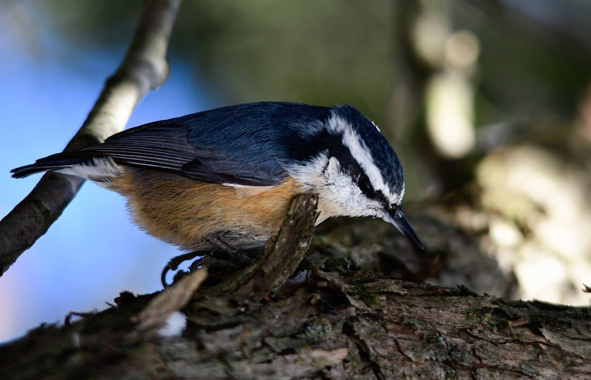 Red-breasted Nuthatch - ML646556458