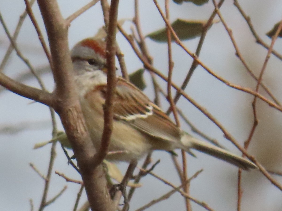American Tree Sparrow - ML646556459