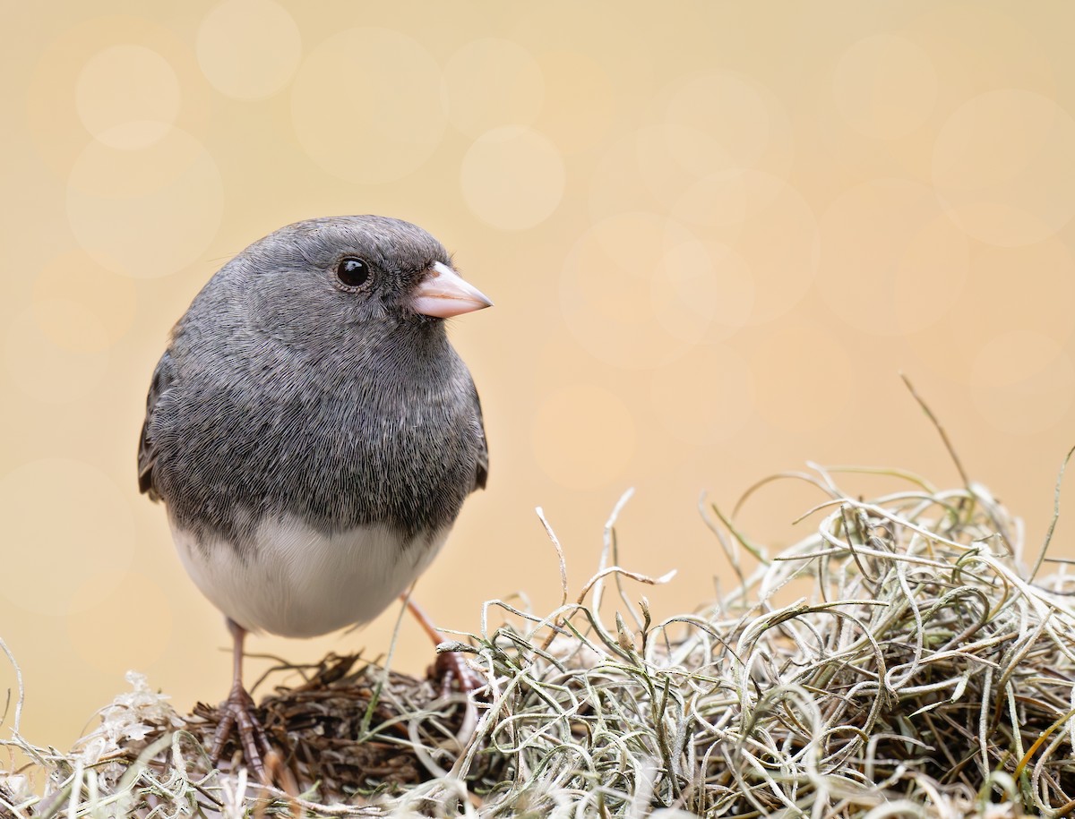 Dark-eyed Junco (Slate-colored) - ML646556460