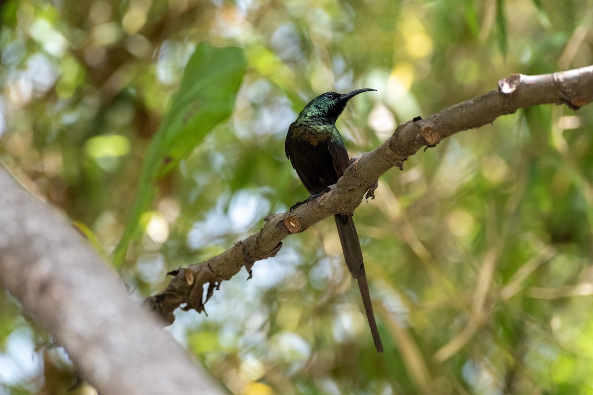 Bronze Sunbird - ML646556461