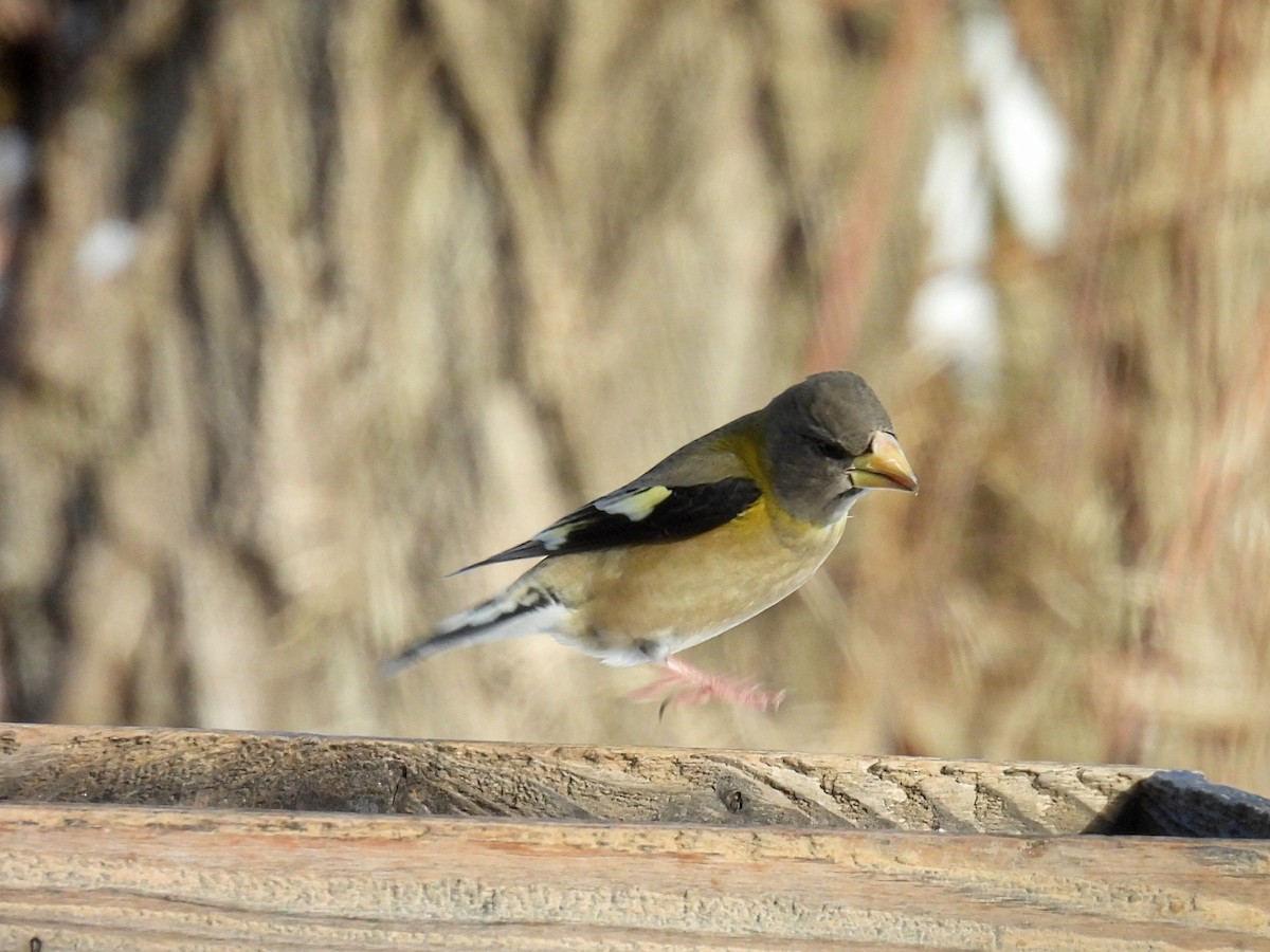 Evening Grosbeak - ML646556462