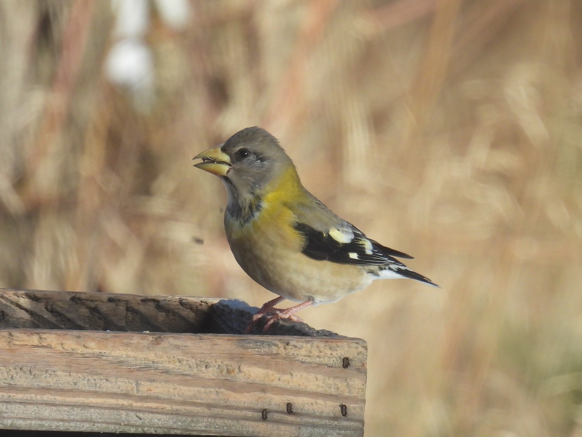 Evening Grosbeak - ML646556463
