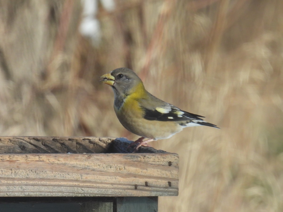 Evening Grosbeak - ML646556464