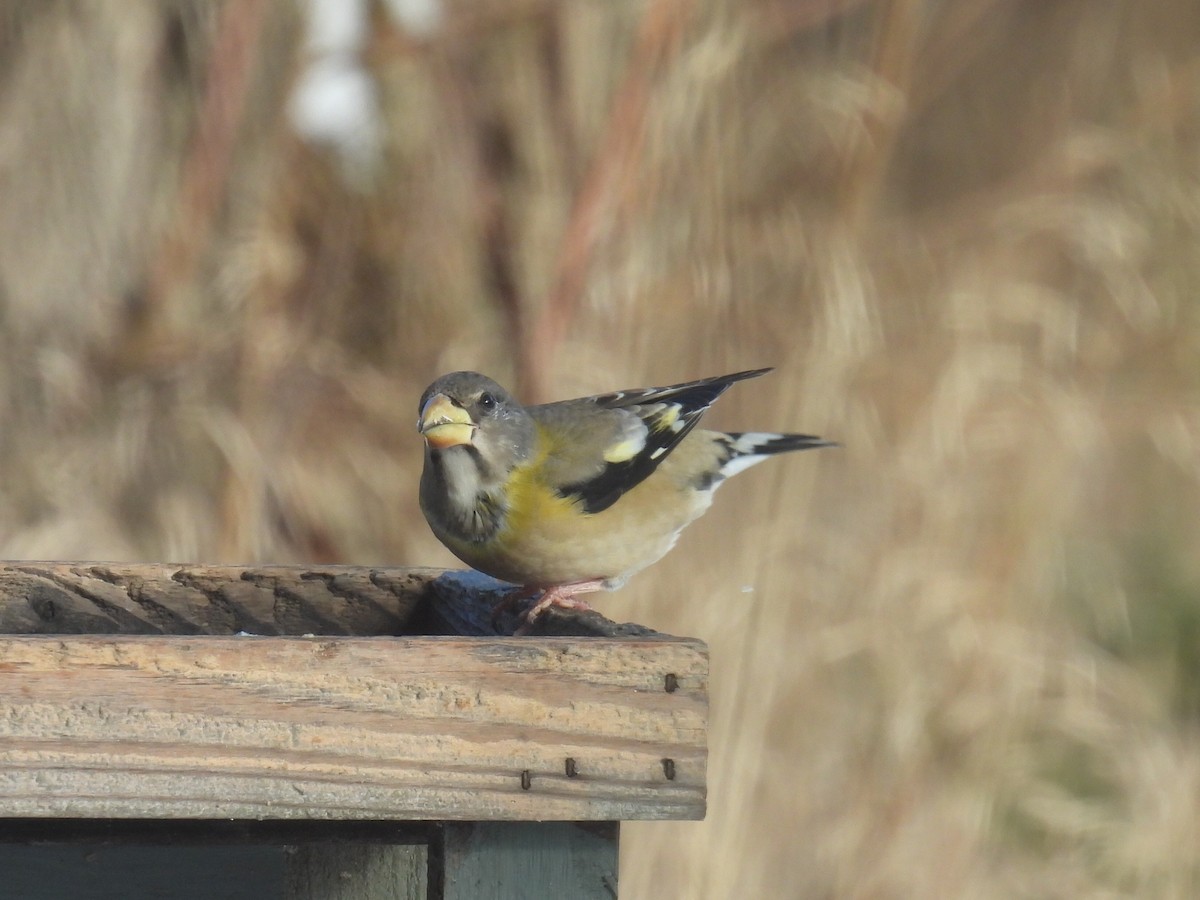 Evening Grosbeak - ML646556465