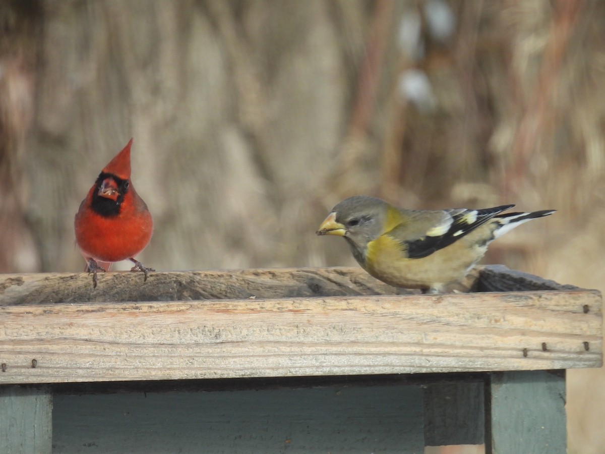 Evening Grosbeak - ML646556466