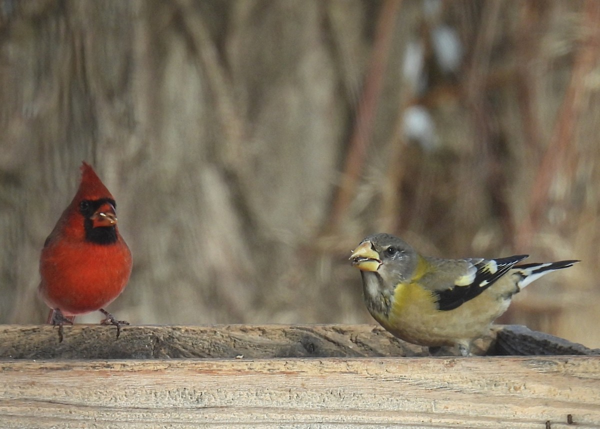 Northern Cardinal - ML646556471