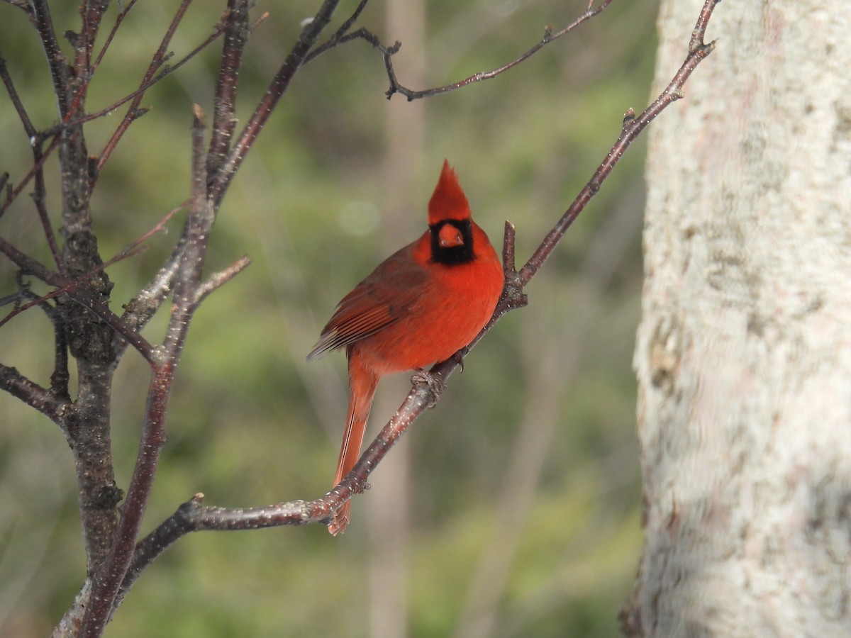 Northern Cardinal - ML646556472