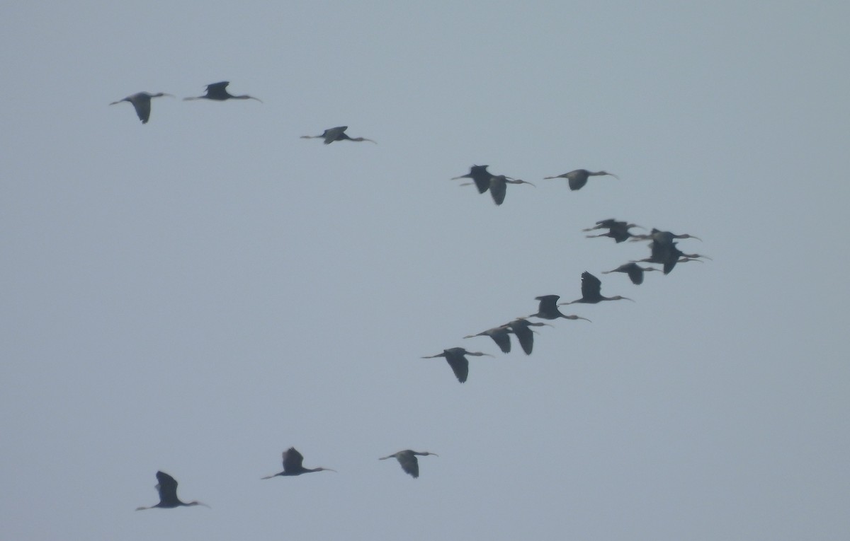 ブロンズトキ - ML646556476