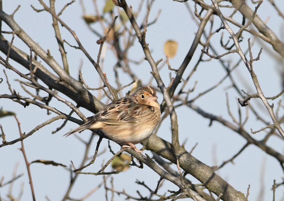 Heuschreckenammer - ML646556478