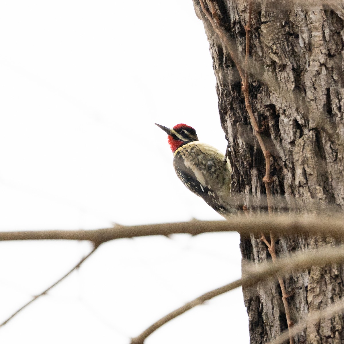 Yellow-bellied Sapsucker - ML646556481