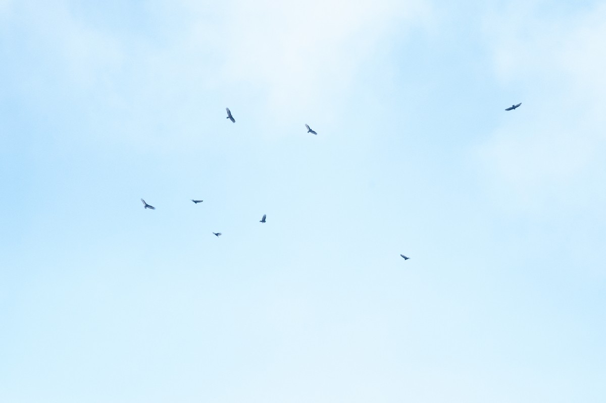 Turkey Vulture - ML646556484