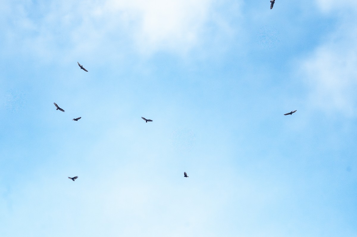 Turkey Vulture - ML646556485