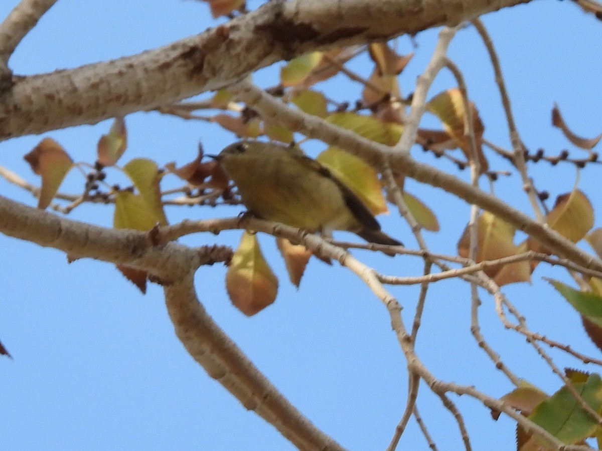Ruby-crowned Kinglet - ML646556487