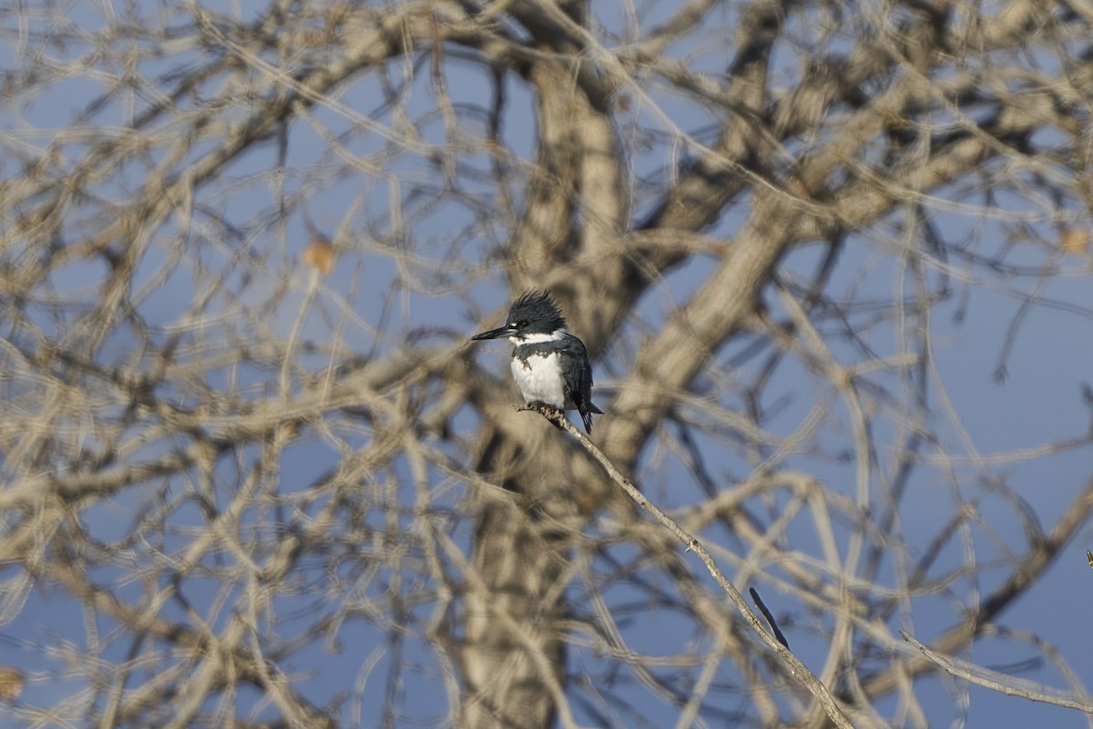 Belted Kingfisher - ML646556488