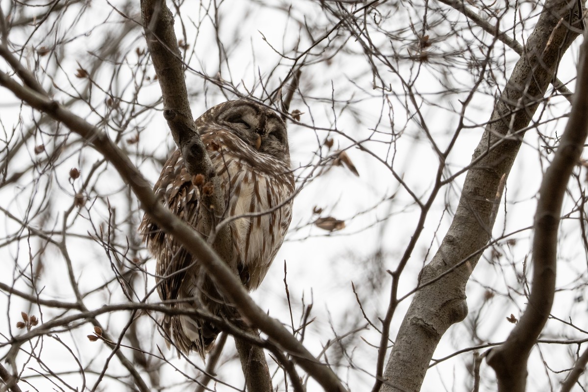 Barred Owl - ML646556489