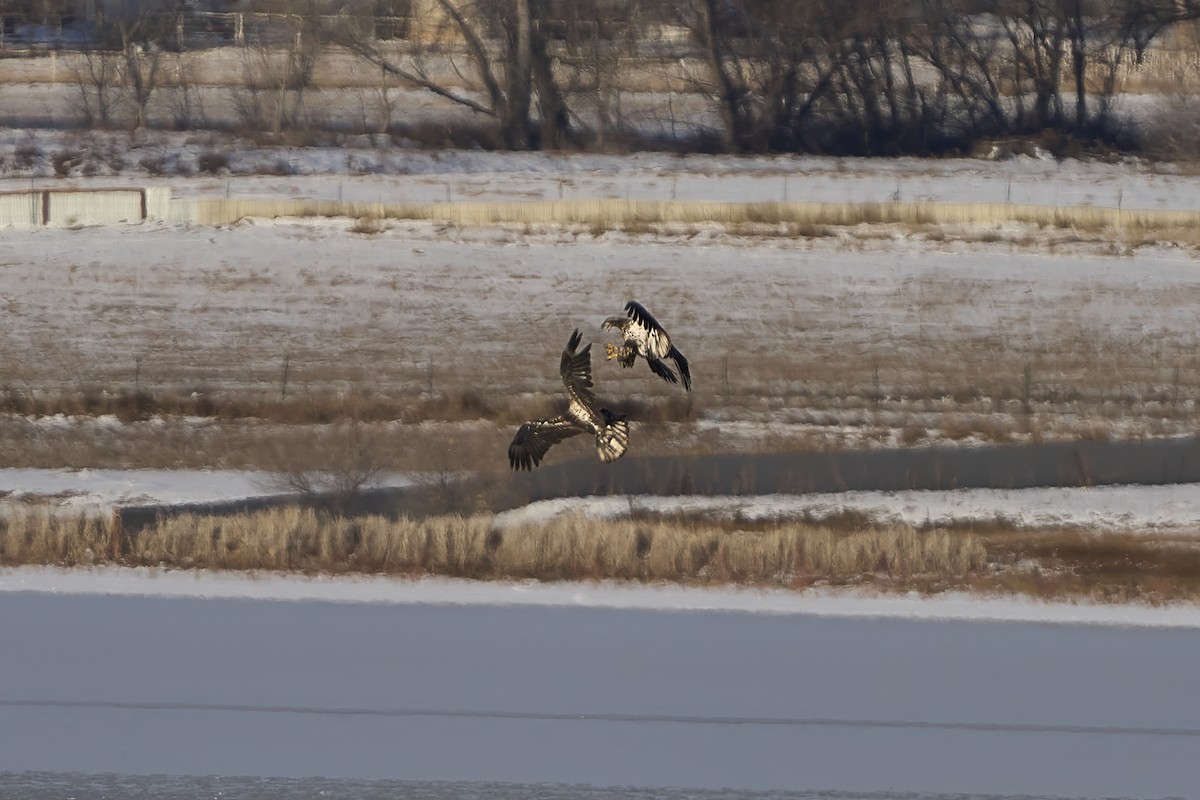 Bald Eagle - ML646556491